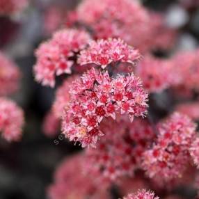 Hylotelephium telephium 'José Aubergine' - Sedum à feuille pourpre