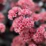 Hylotelephium telephium 'José Aubergine' - Sedum à feuille pourpre
