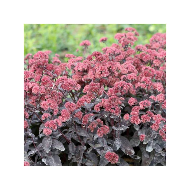 Hylotelephium telephium 'José Aubergine' - Sedum à feuille pourpre