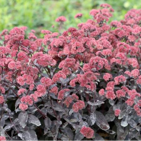 Hylotelephium telephium 'José Aubergine' - Sedum à feuille pourpre