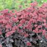 Hylotelephium telephium 'José Aubergine' - Sedum à feuille pourpre