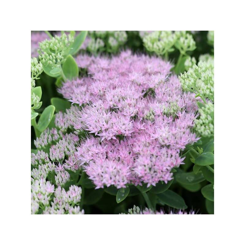 Hylotelephium spectabile 'Brillant' - Grand Orpin rose