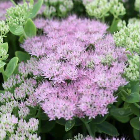 Hylotelephium spectabile 'Brillant' - Grand Orpin rose