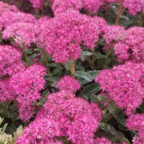 Hylotelephium spectabile 'Carl' - Grand Orpin