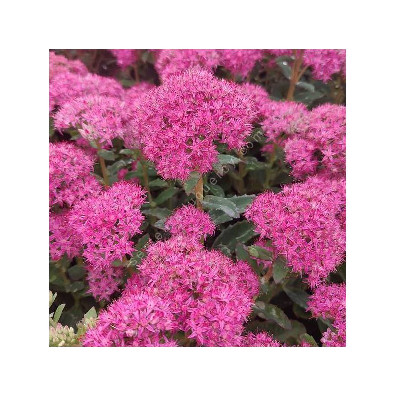 Hylotelephium spectabile 'Carl' - Grand Orpin