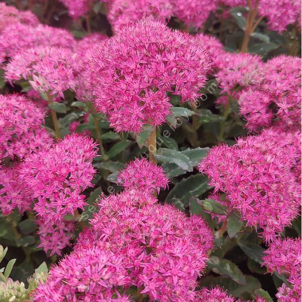 Hylotelephium spectabile 'Carl' - Grand Orpin