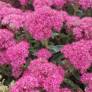 Hylotelephium spectabile 'Carl' - Grand Orpin