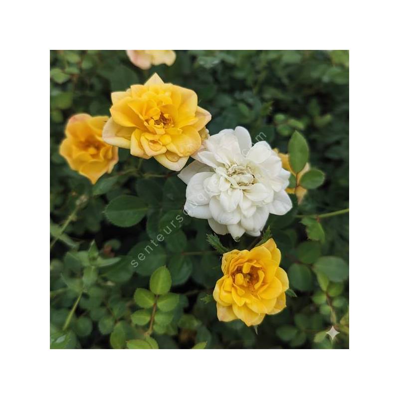 Rosa x polyantha 'The Fairy Yellow' - Rosier paysage jaune double
