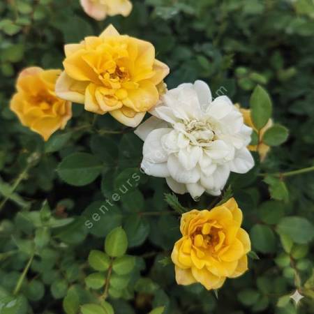 Rosa x polyantha 'The Fairy Yellow' - Rosier paysage jaune double