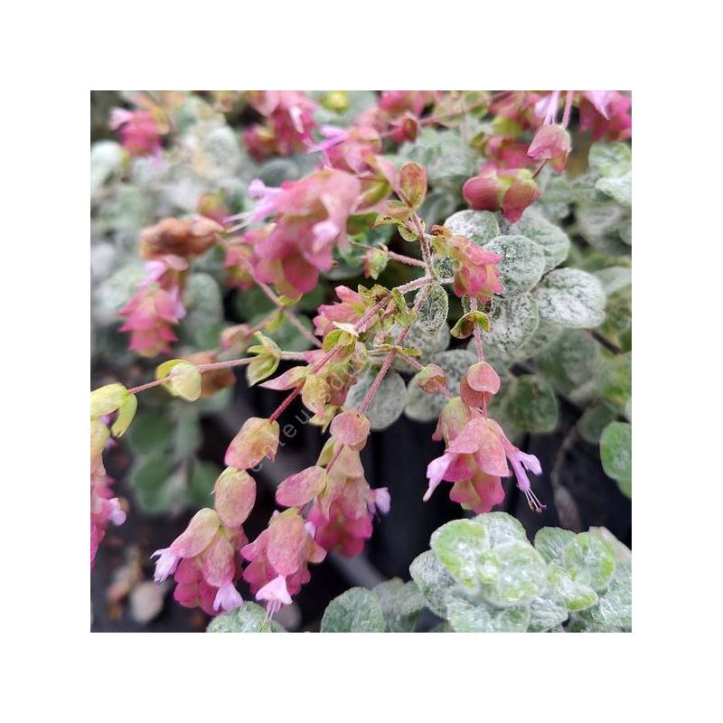 Origanum dictamnus - Dictame de Crète