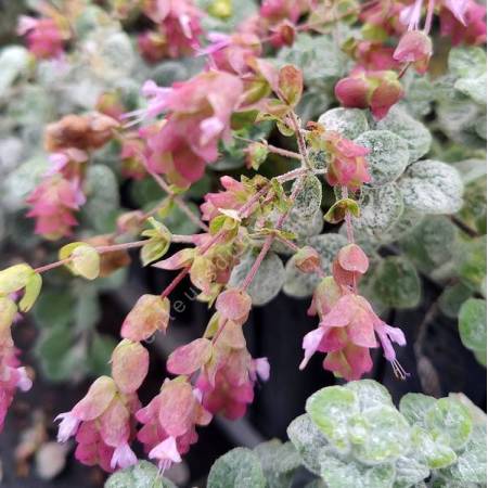 Origanum dictamnus - Dictame de Crète