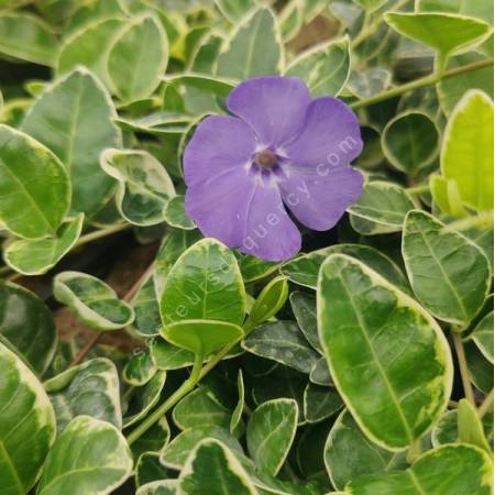 Vinca minor 'Ralph Shugert' - Petite pervenche bleue panachée