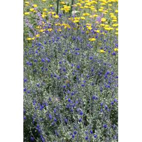 Sauge arbustive bleue - Salvia chamaedryoides var. isochroma