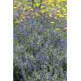 Sauge arbustive bleue - Salvia chamaedryoides var. isochroma