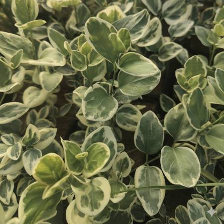 Vinca major 'Variegata' - Grande pervenche panachée