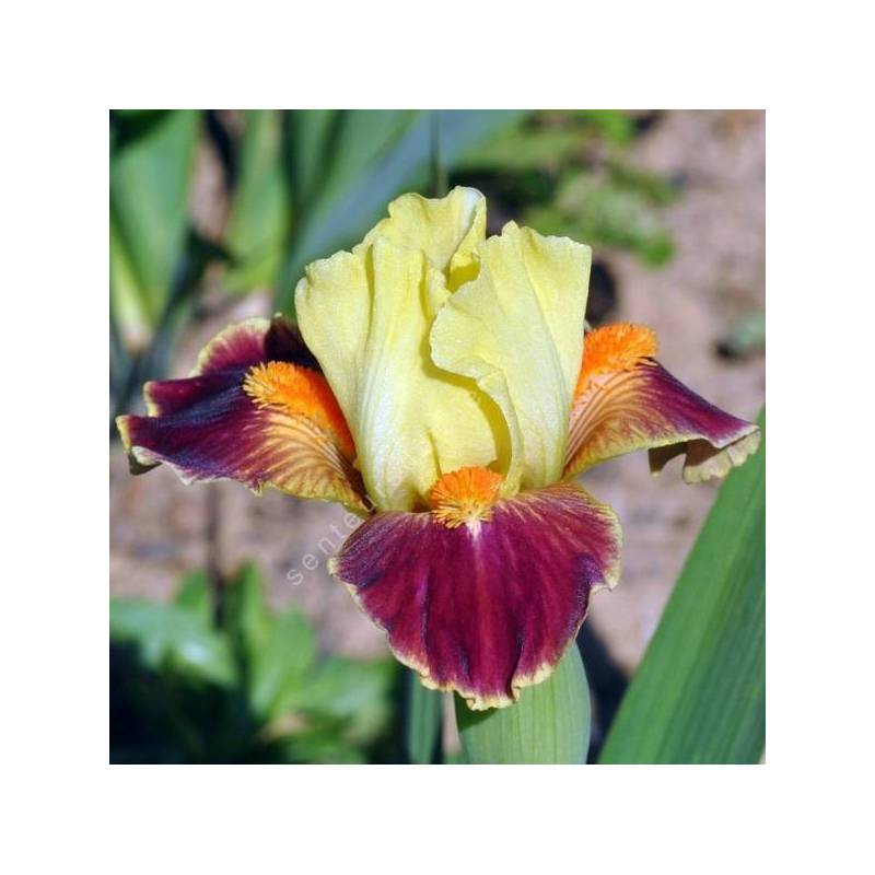 Iris 'Hola'