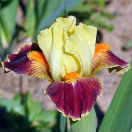 Iris 'Hola'