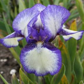 Iris 'Jennie Grace'