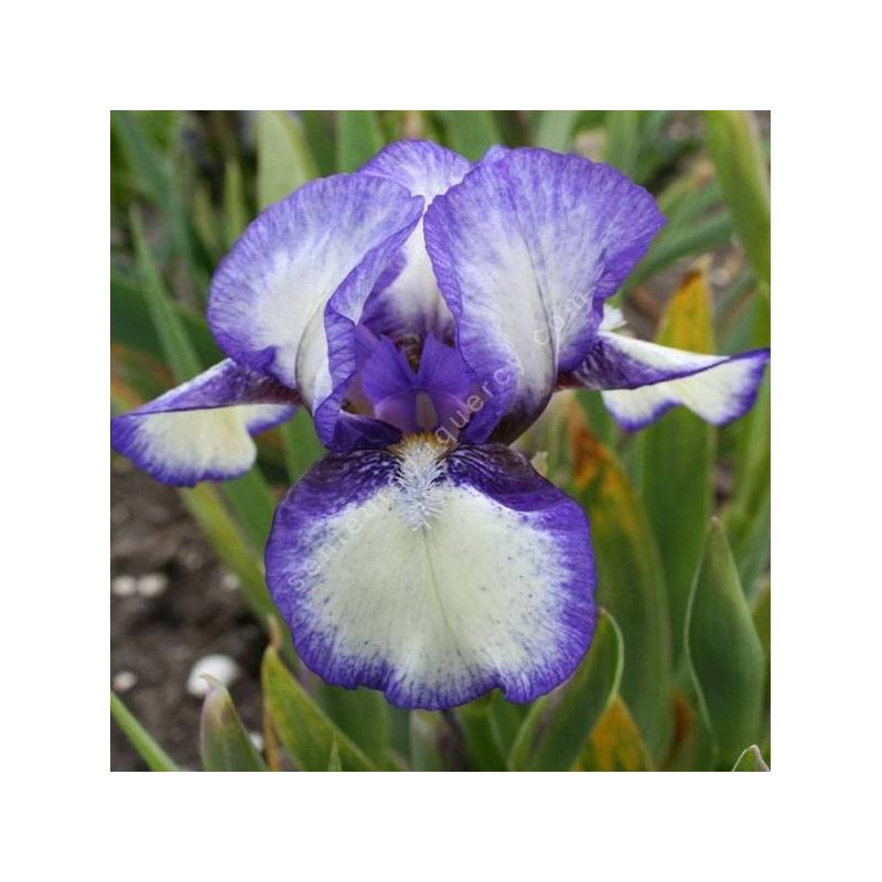 Iris 'Jennie Grace'