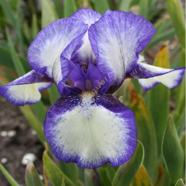 Iris 'Jennie Grace' Iris 'Jennie Grace'
