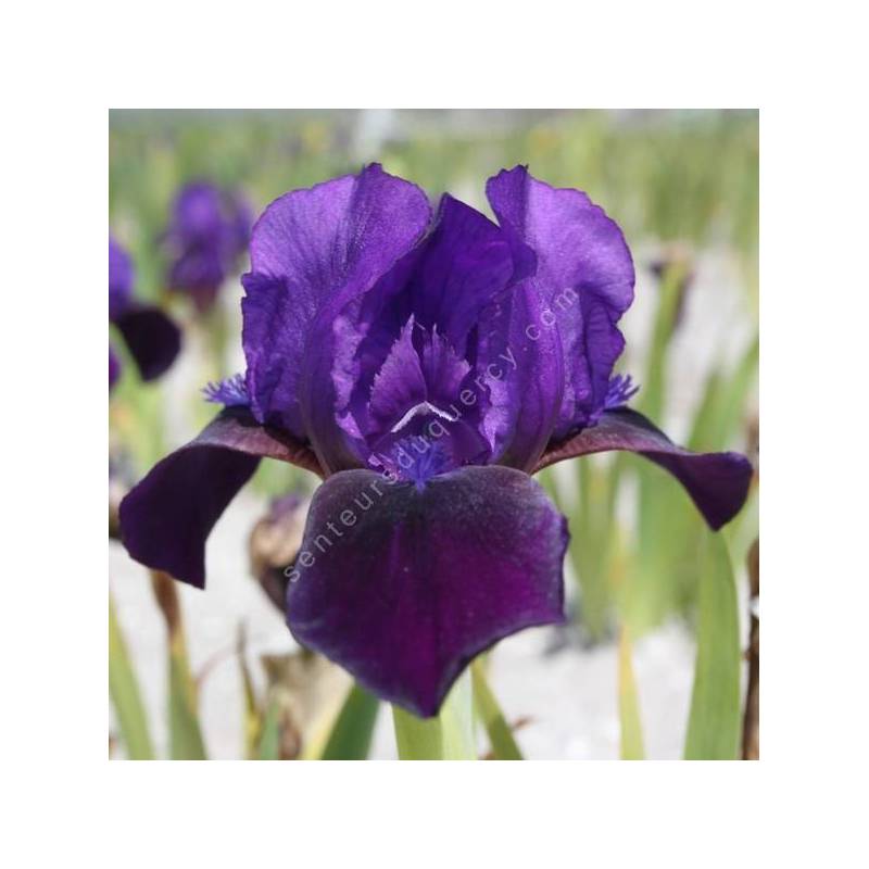 Iris 'Little Shadow'