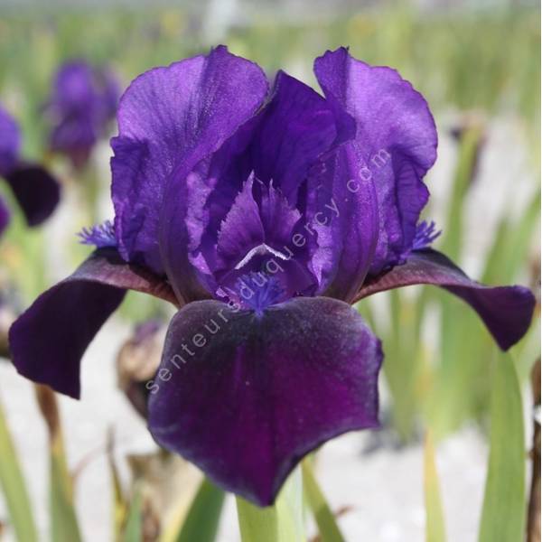 Iris 'Little Shadow' Iris 'Little Shadow'