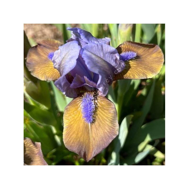 Iris 'Hocus Pocus'