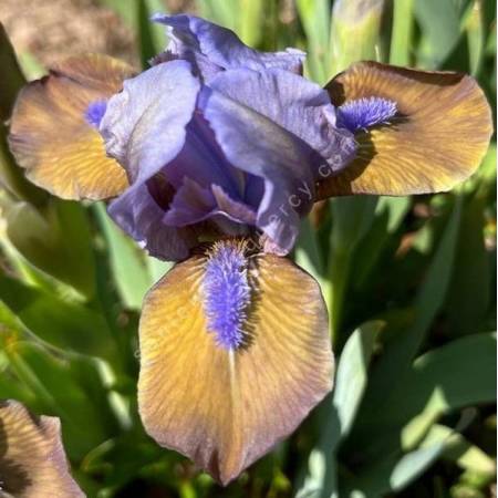 Iris 'Hocus Pocus'