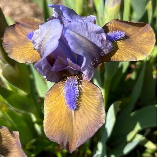 Iris 'Hocus Pocus' Iris 'Hocus Pocus'