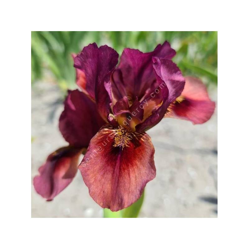 Iris 'Lady in Red'