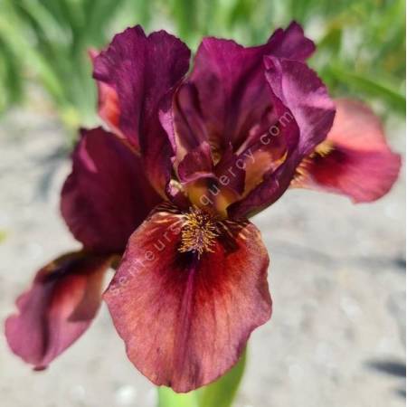 Iris 'Lady in Red'