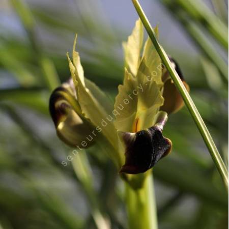 Iris tuberosa syn. Hermodactylus tuberosus