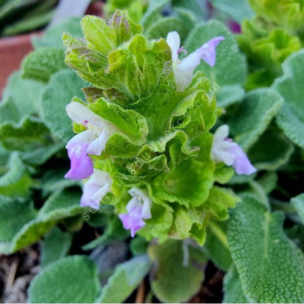 Salvia cryptantha - Sauge d'Anatolie Salvia cryptantha - Sauge d'Anatolie