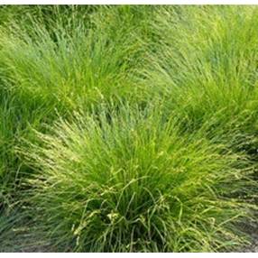 Carex muricata - Laîche muriqué