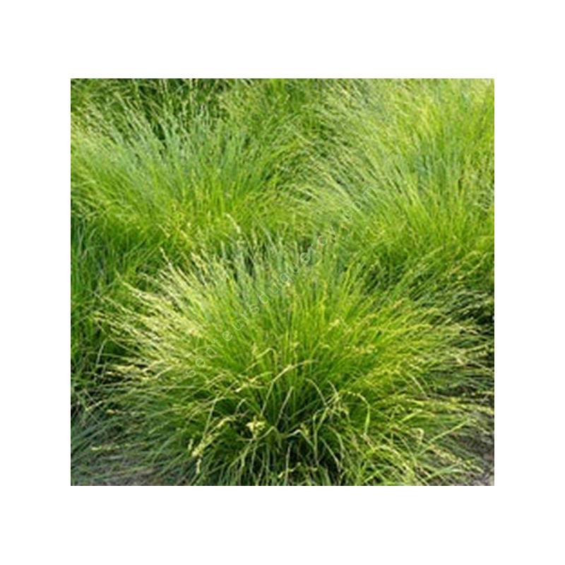 Carex muricata - Laîche muriqué
