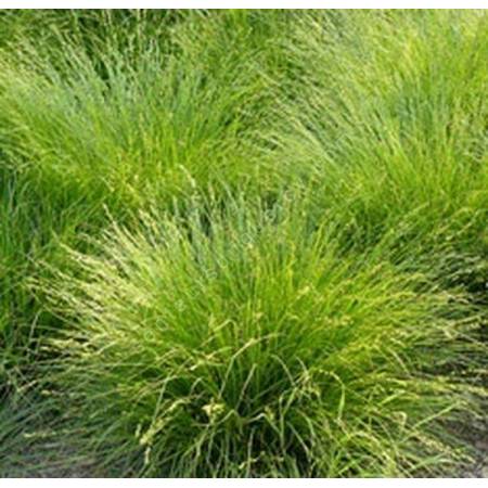 Carex muricata - Laîche muriqué