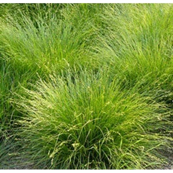 Carex muricata - Laîche muriqué Carex muricata - Laîche muriqué