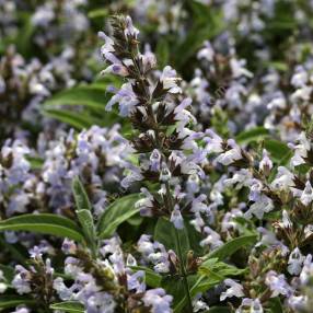 Salvia 'Mas de Lunes' - Sauge officinale à fleur mauve