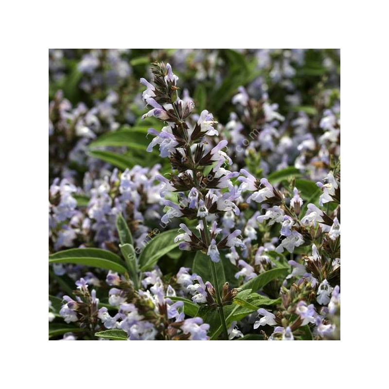 Salvia 'Mas de Lunes' - Sauge officinale à fleur mauve