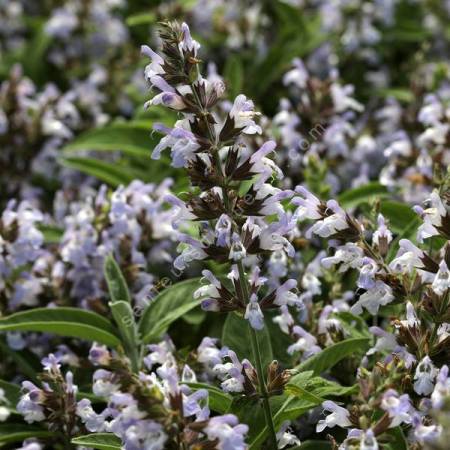 Salvia 'Mas de Lunes' - Sauge officinale à fleur mauve