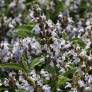Salvia 'Mas de Lunes' - Sauge officinale à fleur mauve Salvia 'Mas de Lunes' - Sauge officinale à fleur mauve