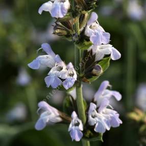 Salvia 'Mas de Lunes' - Sauge officinale à fleur mauve