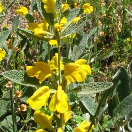 Phlomis sieheana - Phlomis herbacée
