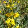 Phlomis sieheana - Phlomis herbacée