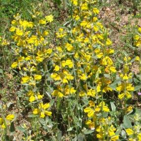 Phlomis sieheana - Phlomis herbacée