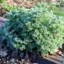 Artemisia absinthium - Absinthe
