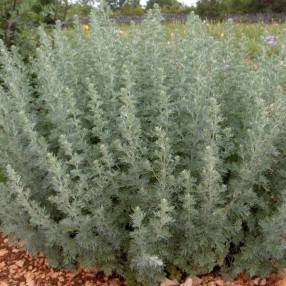 Artemisia absinthium - Absinthe