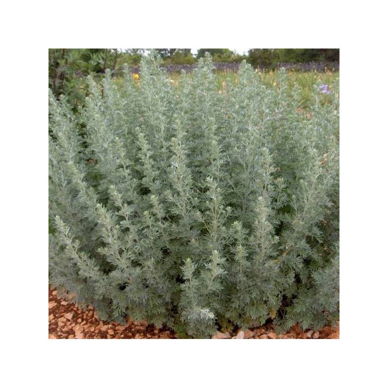 Artemisia absinthium - Absinthe