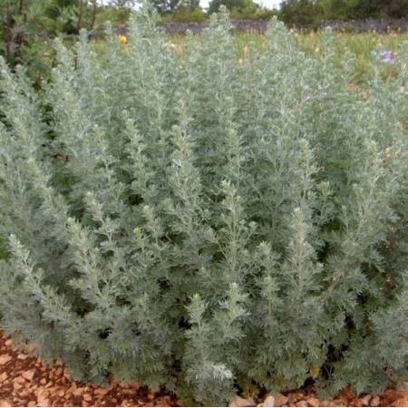 Artemisia absinthium - Absinthe