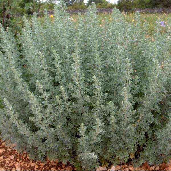 Artemisia absinthium - Absinthe Artemisia absinthium - Absinthe